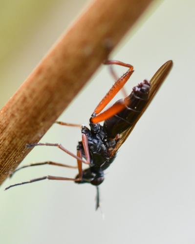 Réf. 253 690 : Sepedon sphegea
